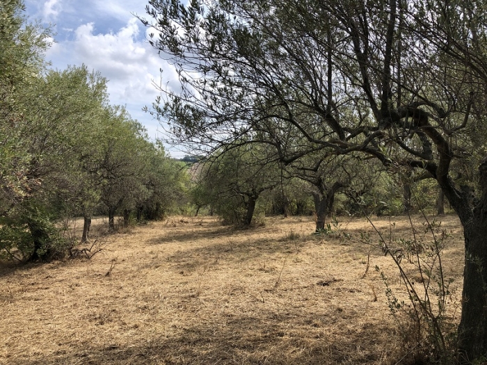 Terreno agricolo irriguo