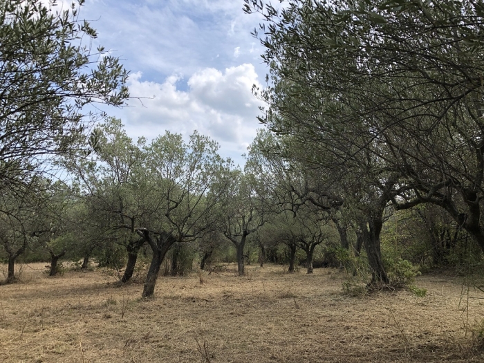 Terreno agricolo irriguo