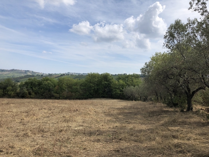 Terreno agricolo irriguo