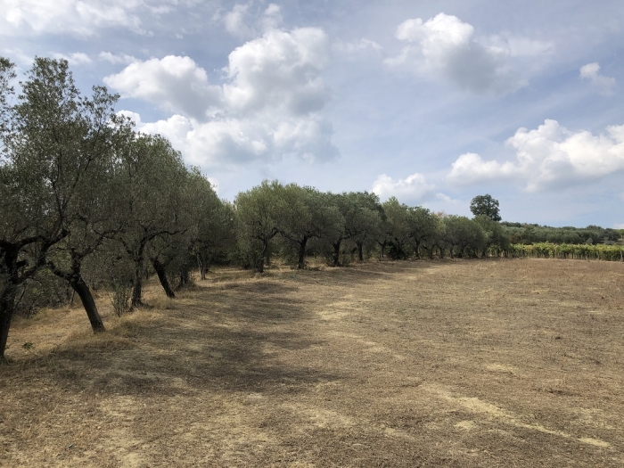 Terreno agricolo irriguo