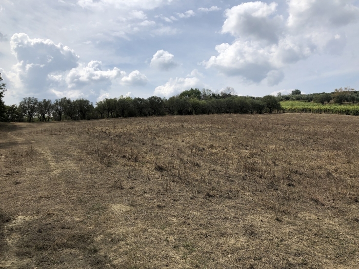 Terreno agricolo irriguo