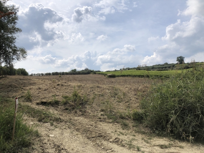 Terreno agricolo irriguo